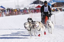 Lenk 2013